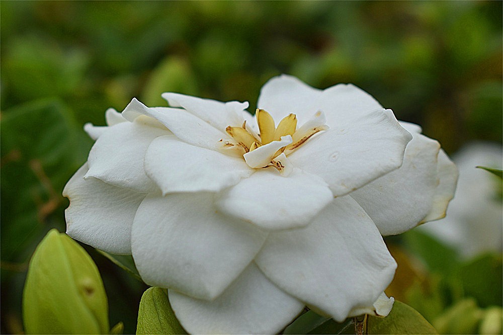 ——花·虫～～