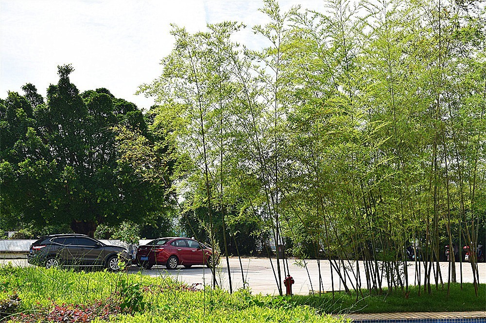 ——花·虫～～