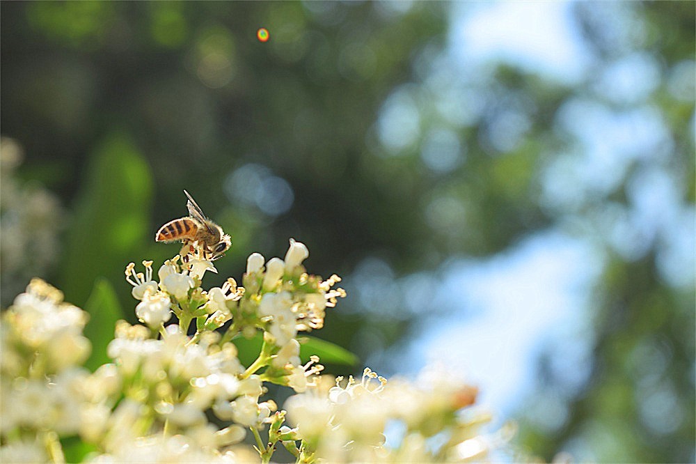 ——花·虫～～