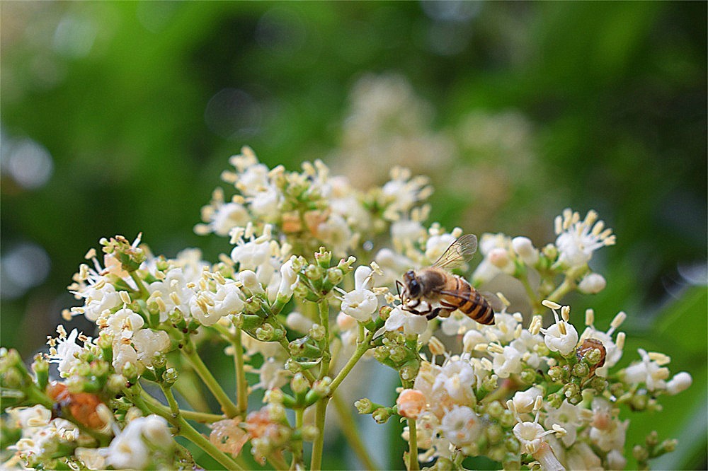 ——花·虫～～