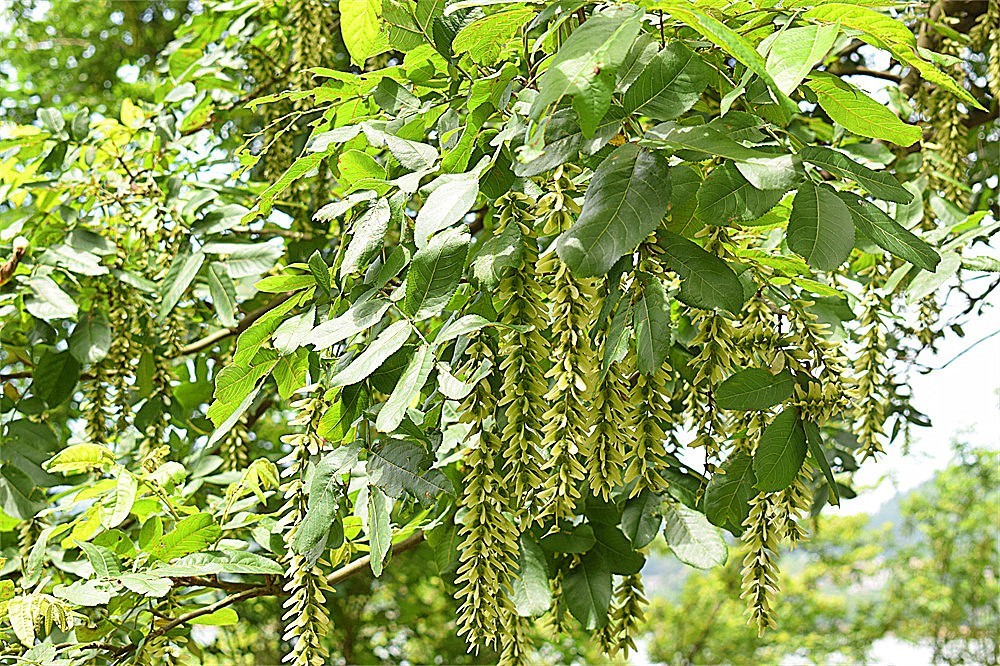 ——花·虫～～