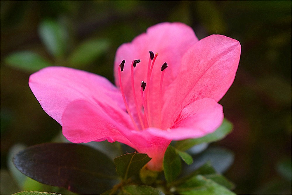 ——花·虫～～