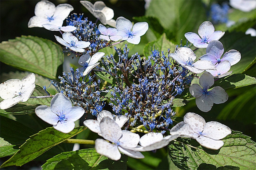 ——花·虫～～