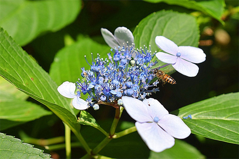 ——花·虫～～