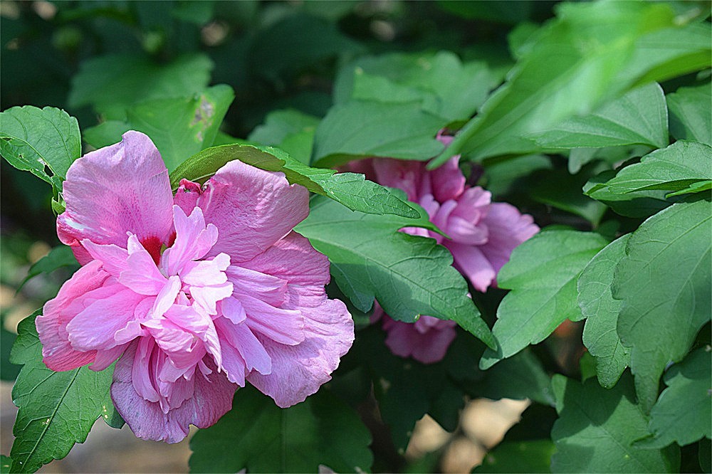 ——花·虫～～