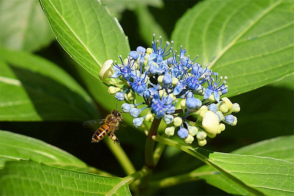 ——花·虫～～