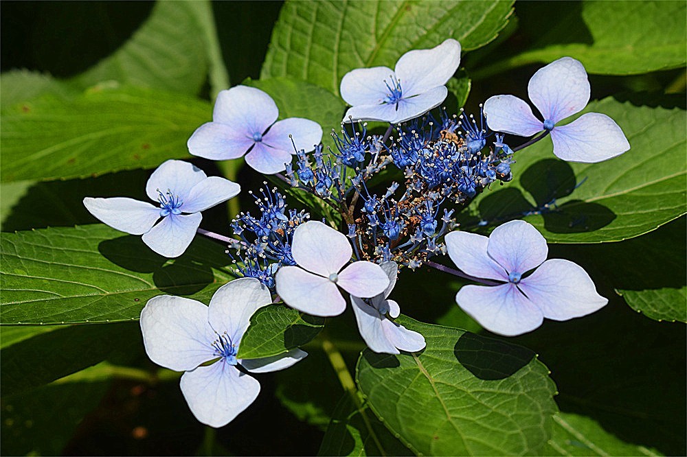 ——花·虫～～