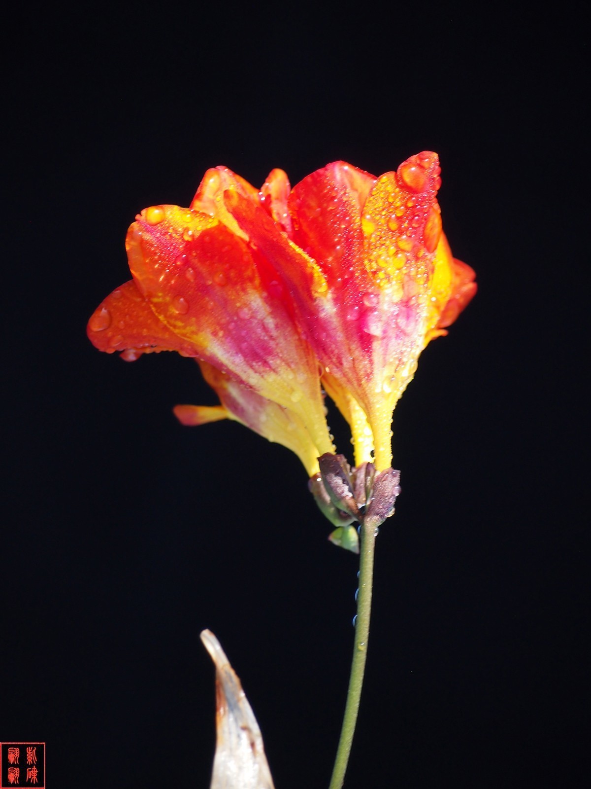 2024香雪兰（上）