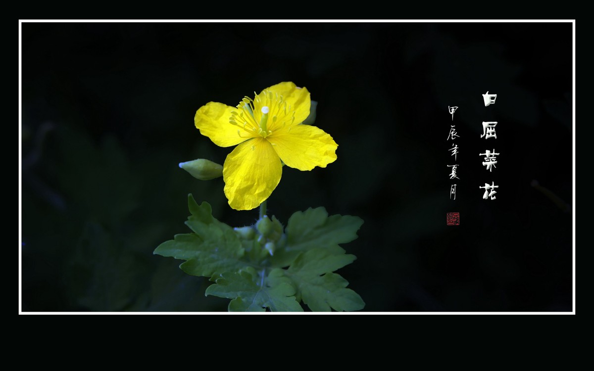 金黄色的小草花-白屈菜花
