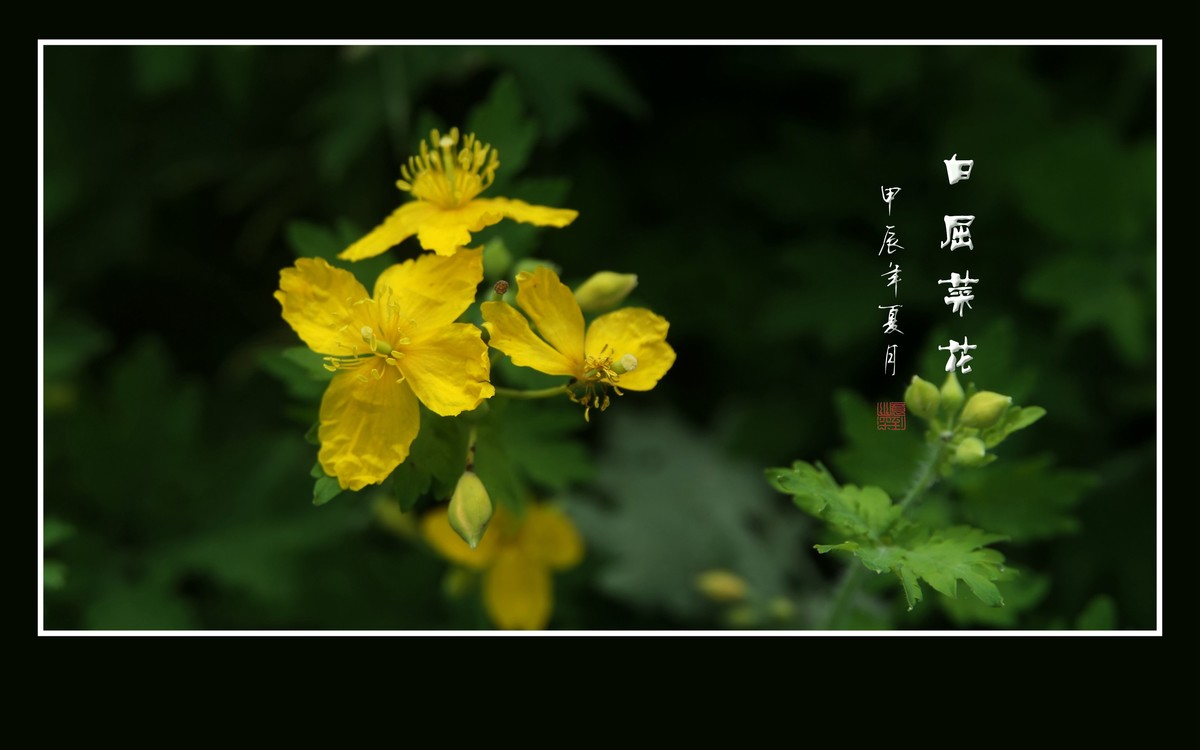 金黄色的小草花-白屈菜花