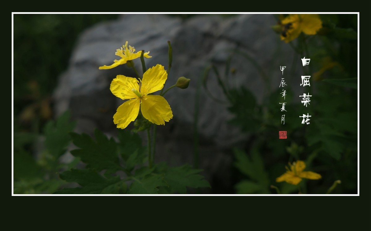 金黄色的小草花-白屈菜花