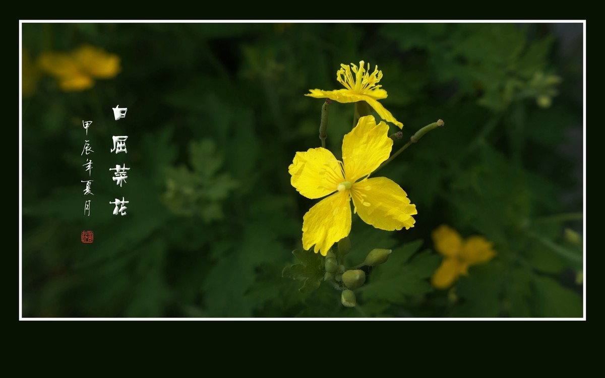 金黄色的小草花-白屈菜花