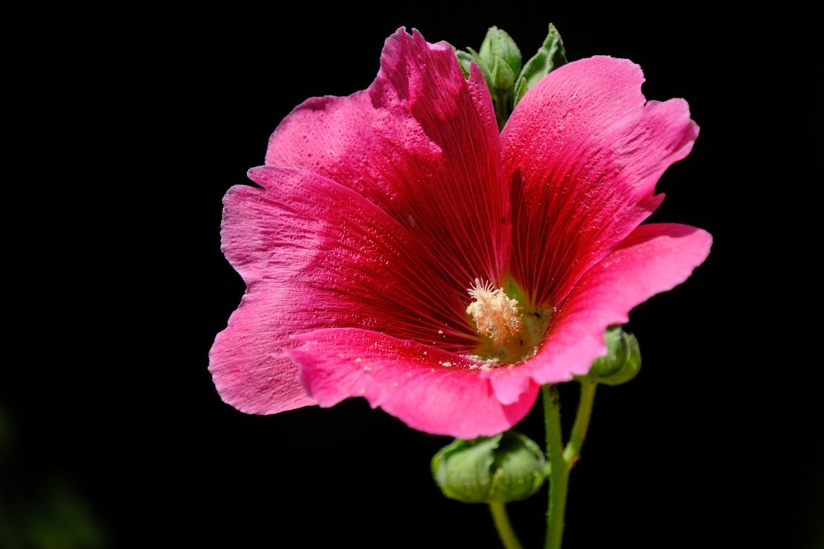 XH-2+腾龙18-300公园小花一组