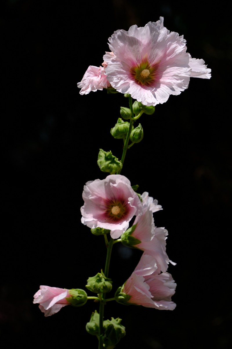 XH-2+腾龙18-300公园小花一组