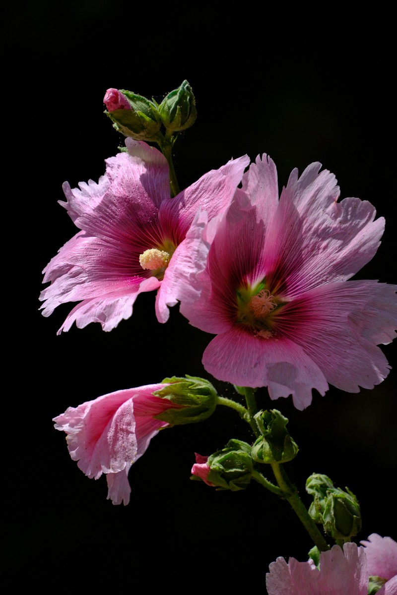 XH-2+腾龙18-300公园小花一组