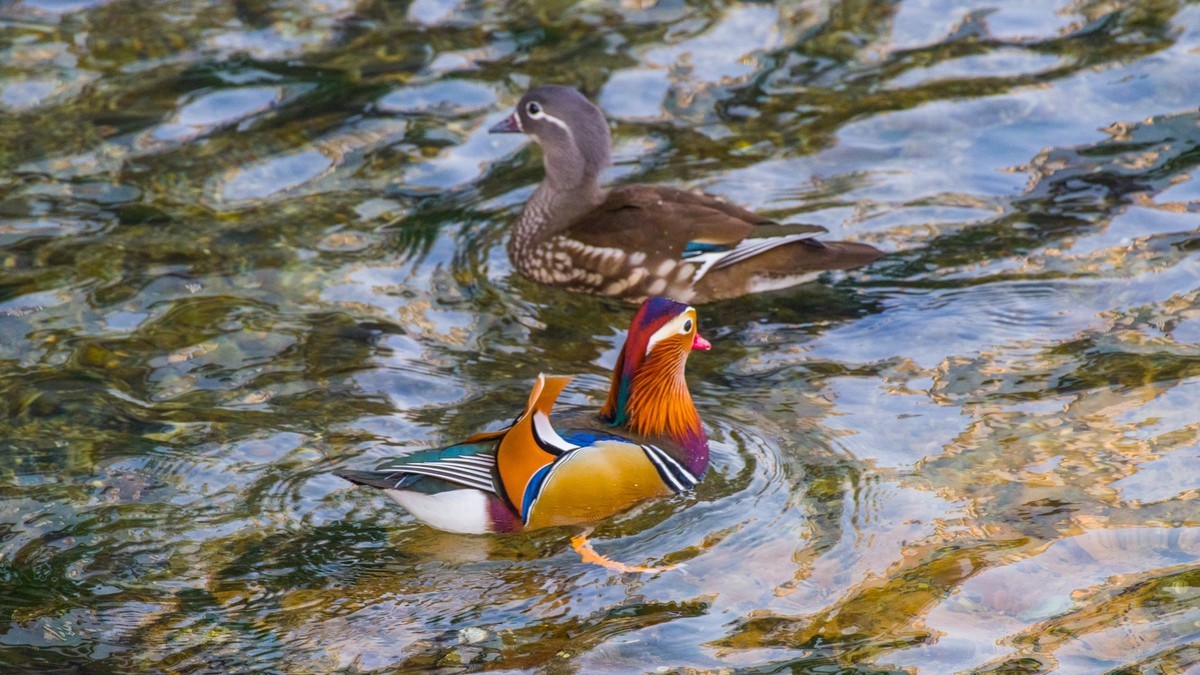 大 连 的 海 ------ 菱 角 湾 的 精 灵 （ 四 ）