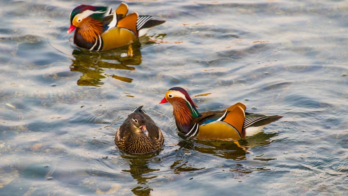 大 连 的 海 ------ 菱 角 湾 的 精 灵 （ 四 ）