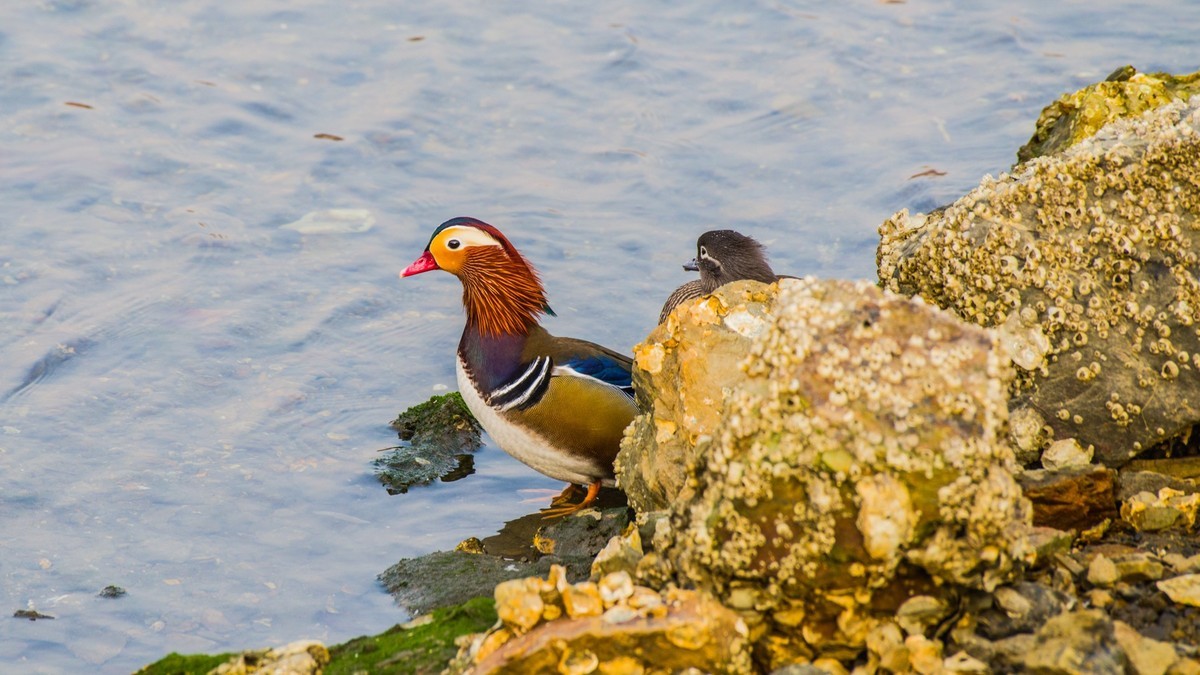 大 连 的 海 ------ 菱 角 湾 的 精 灵 （ 四 ）