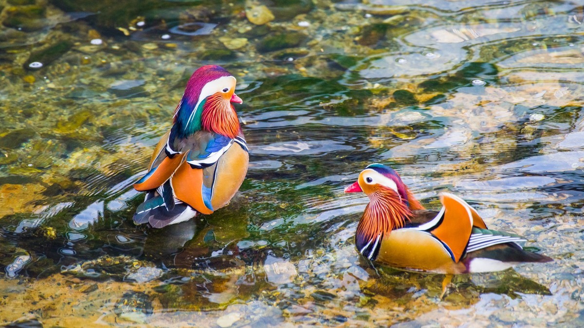 大 连 的 海 ------ 菱 角 湾 的 精 灵 （ 四 ）