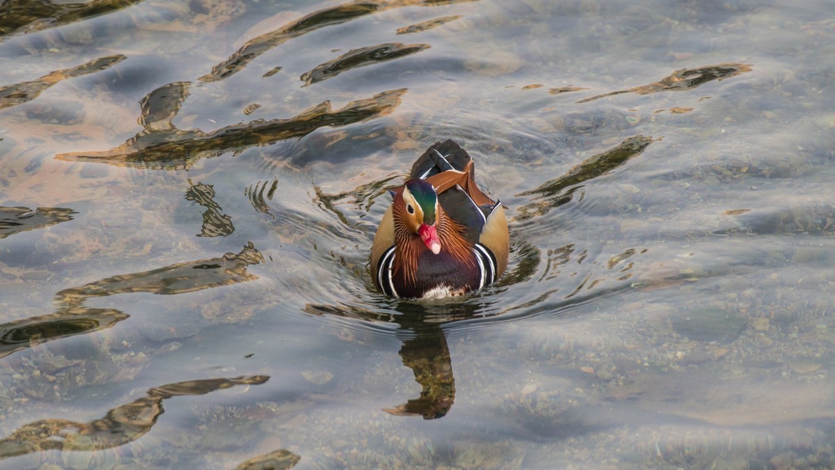 大 连 的 海 ------ 菱 角 湾 的 精 灵 （ 四 ）