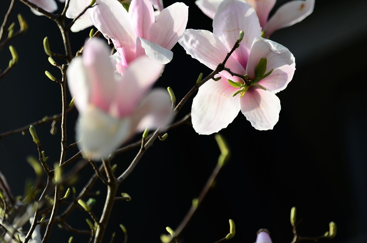 花卉系列【3222】