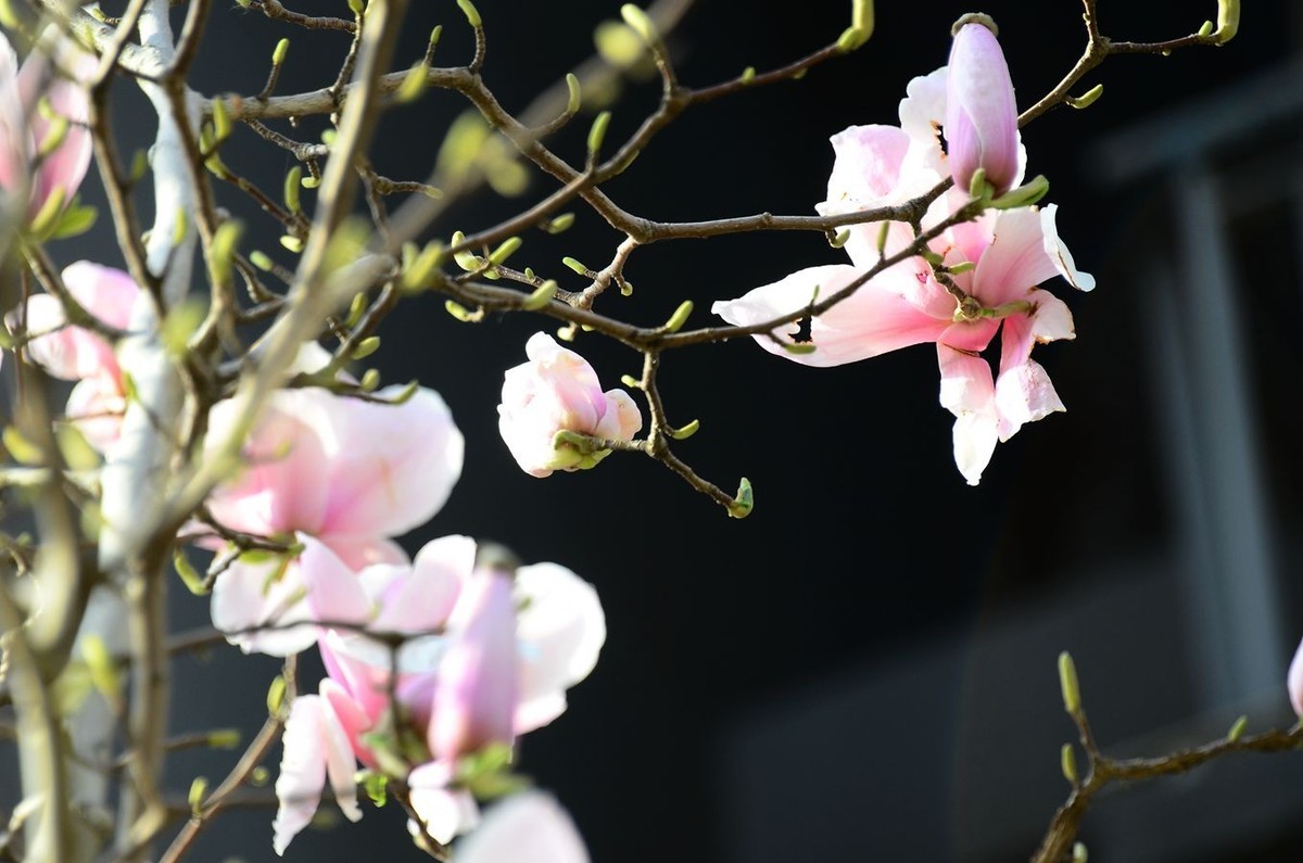 花卉系列【3222】