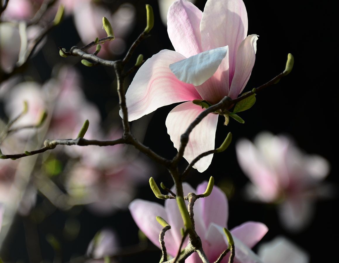 花卉系列【3222】