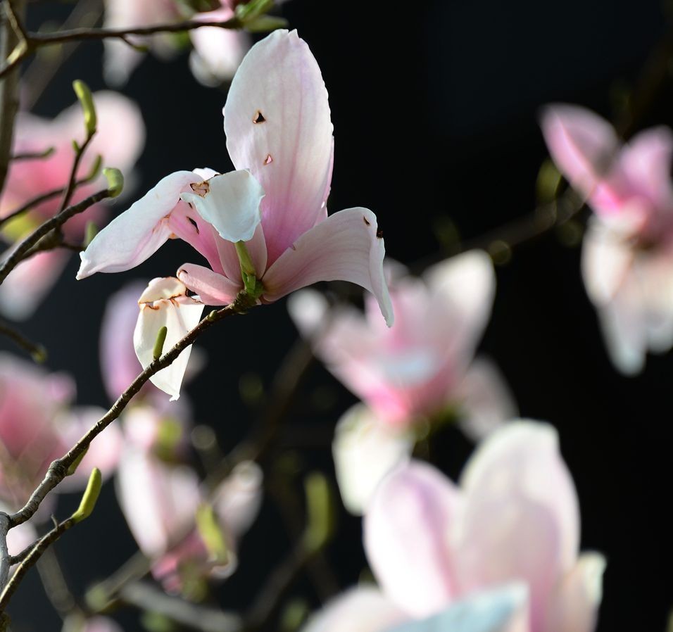 花卉系列【3222】