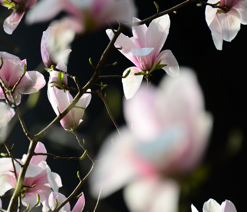 花卉系列【3222】