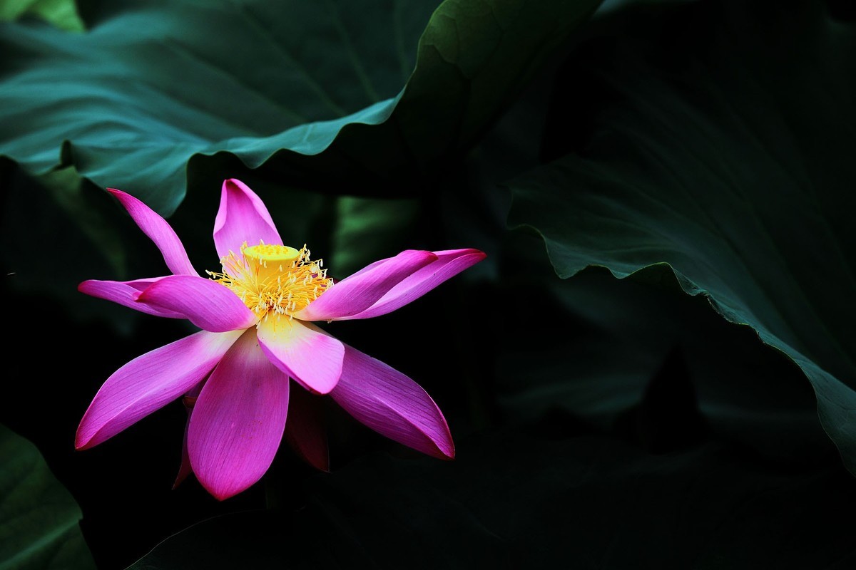 荷花…