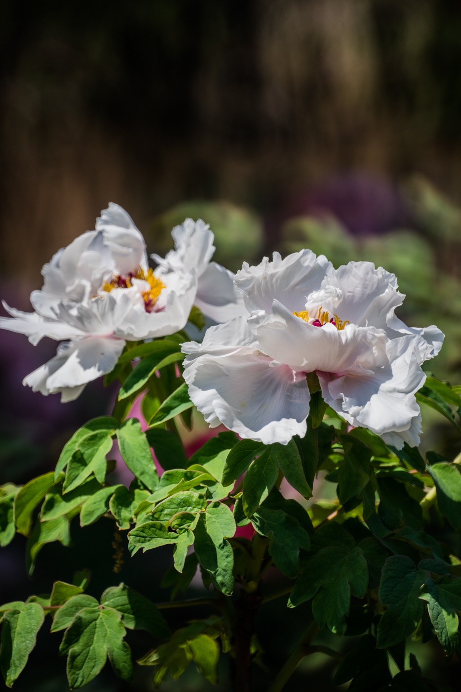 花开富贵，新春快乐------