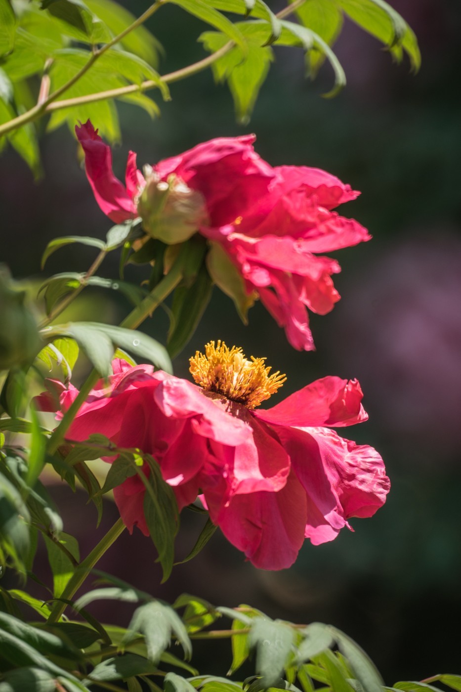 花开富贵，新春快乐------