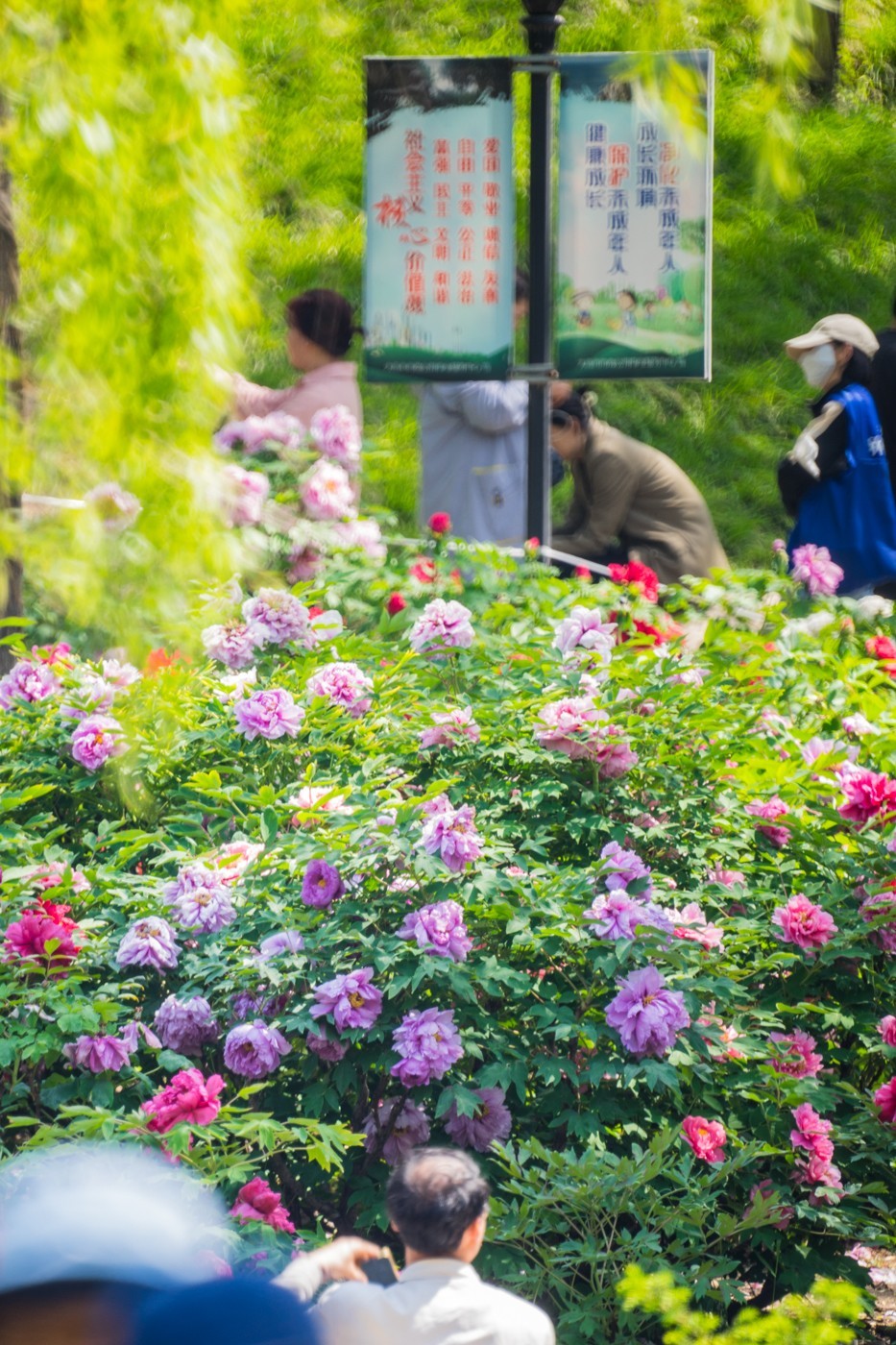 花开富贵，新春快乐------
