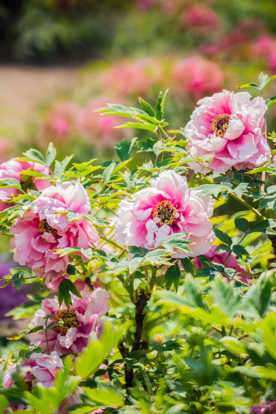花开富贵，新春快乐------
