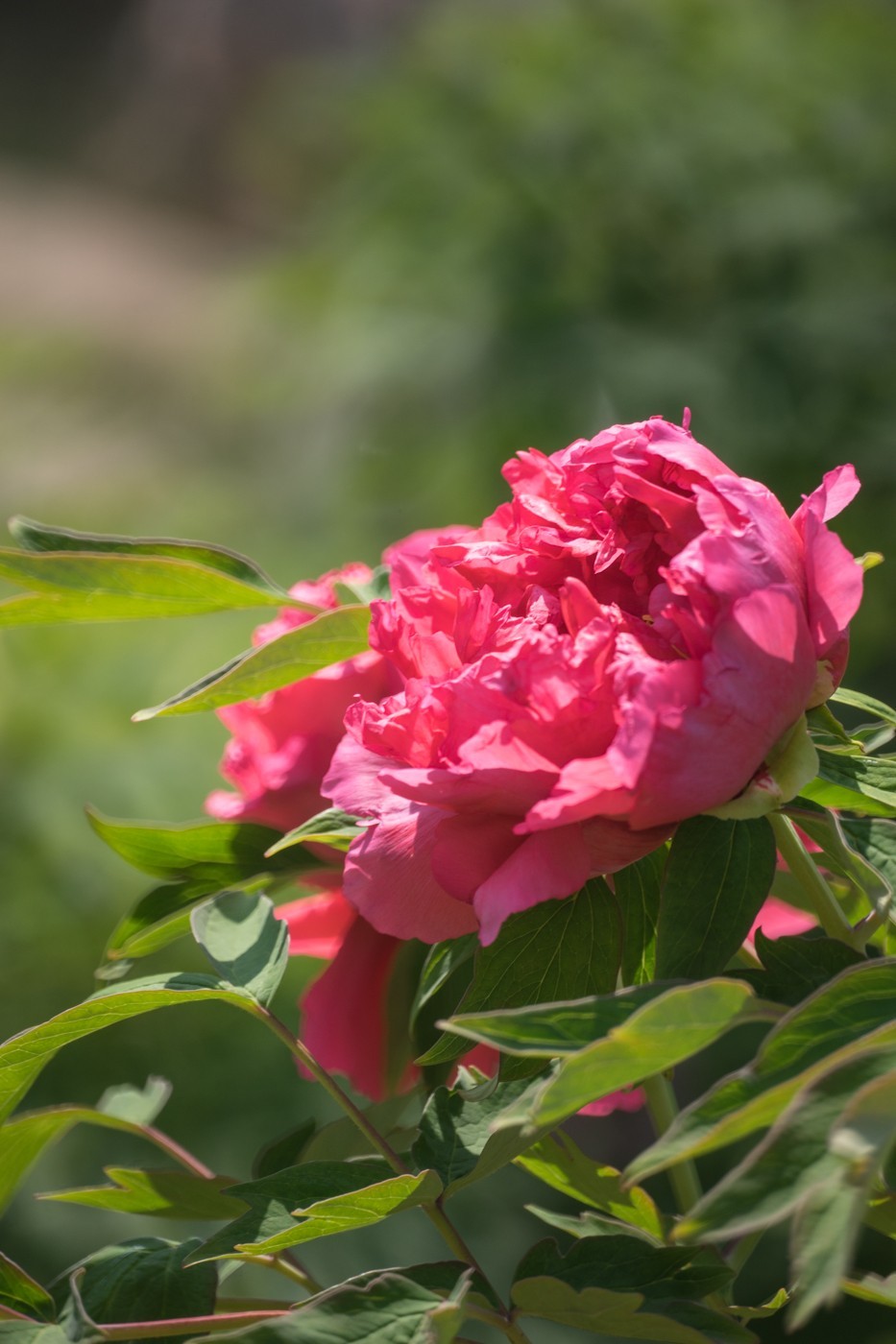 花开富贵，新春快乐------