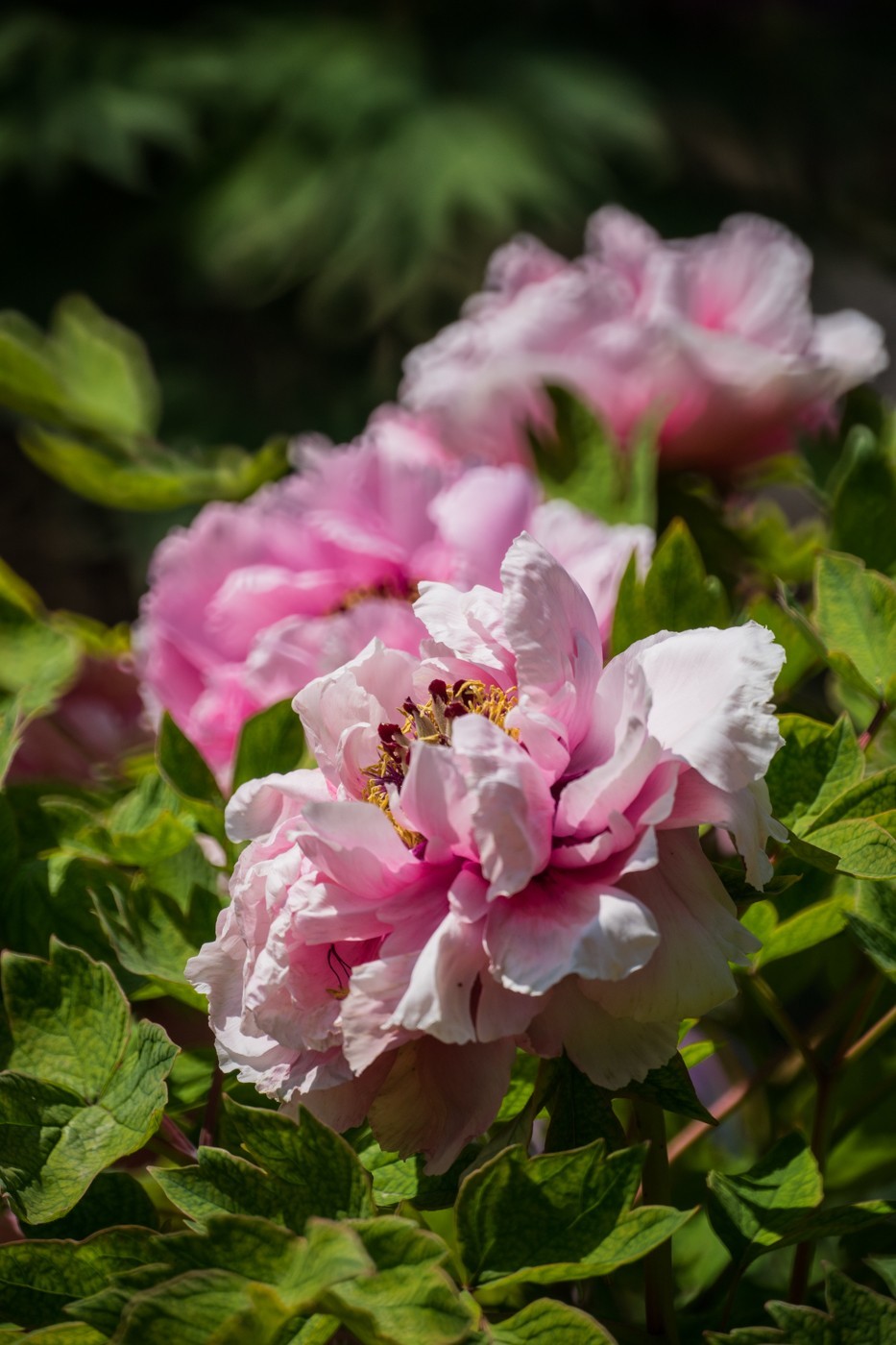 花开富贵，新春快乐------