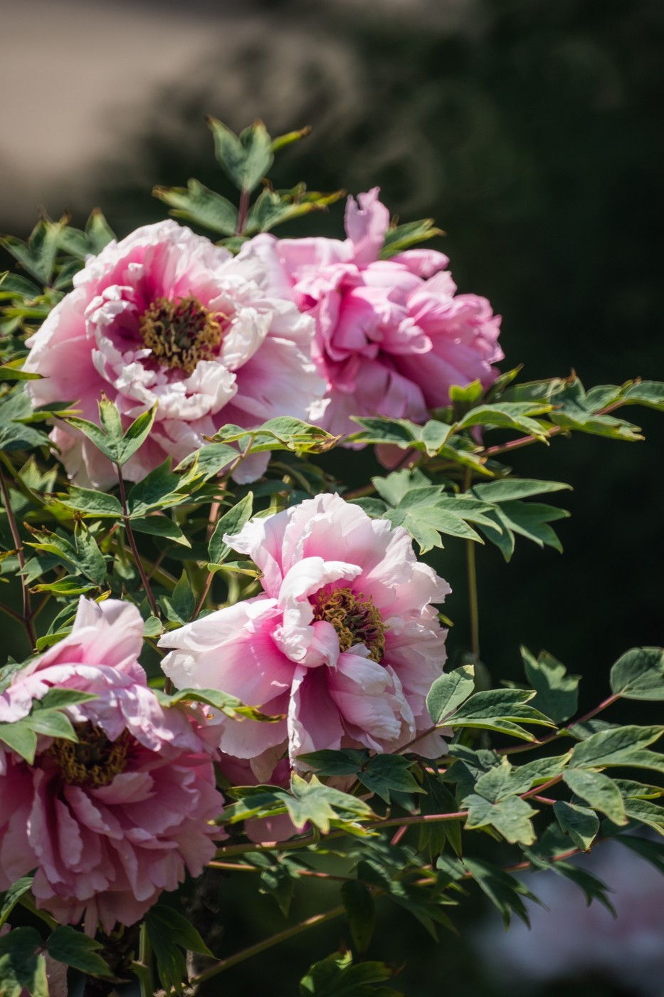 花开富贵，新春快乐------