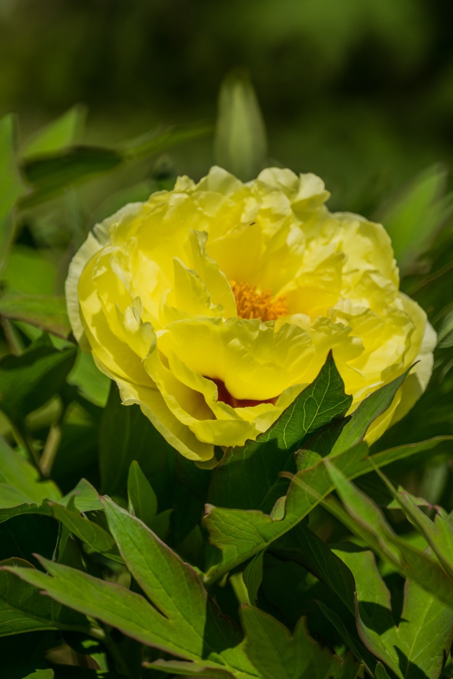 花开富贵，新春快乐------