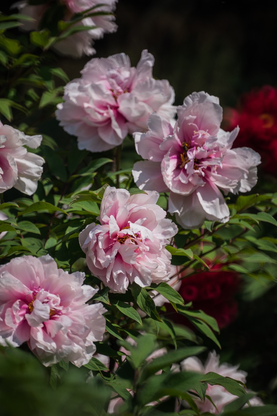 花开富贵，新春快乐------