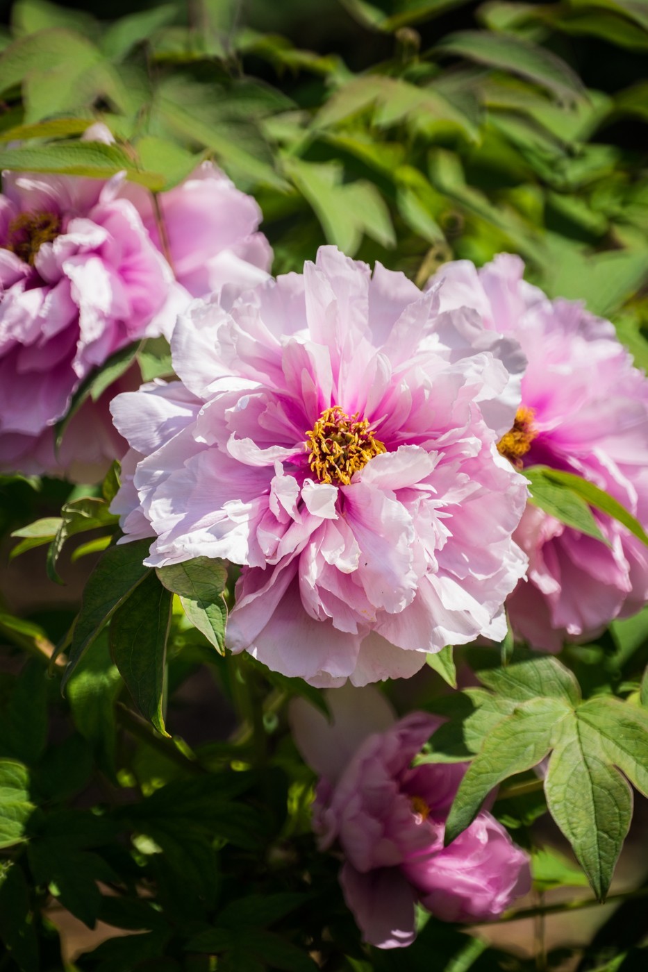 花开富贵，新春快乐------