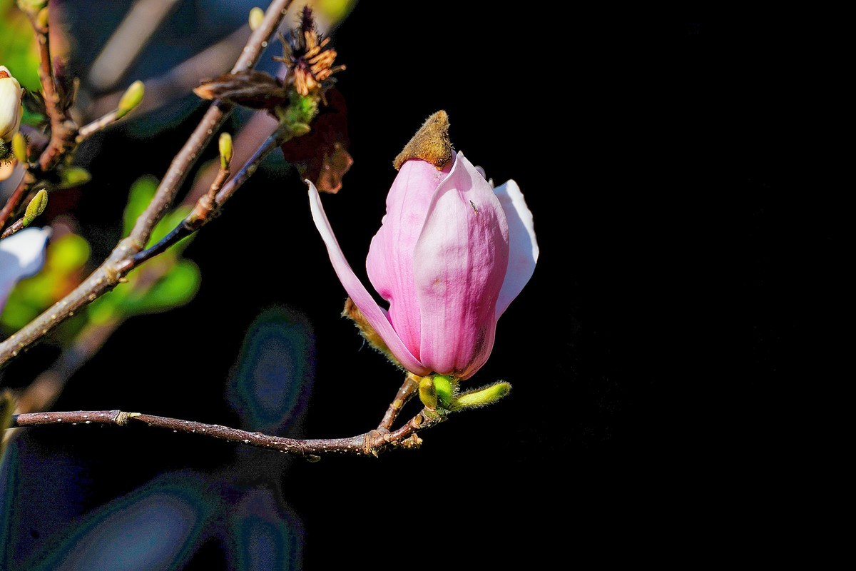 庭院深深坠海红玉兰树下坐春风