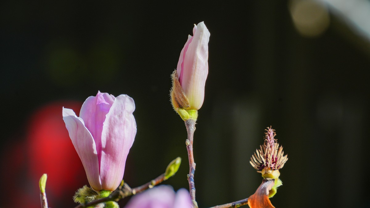 庭院深深坠海红玉兰树下坐春风