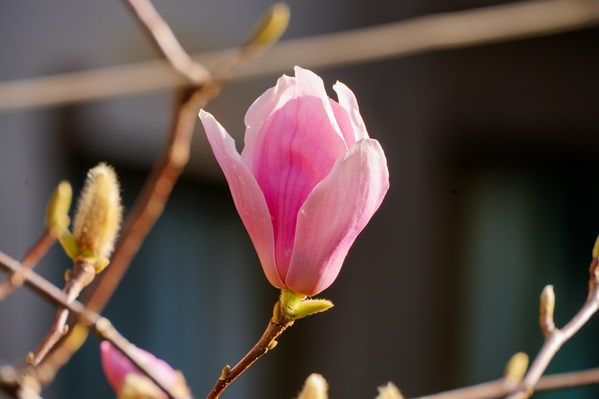 庭院深深坠海红玉兰树下坐春风