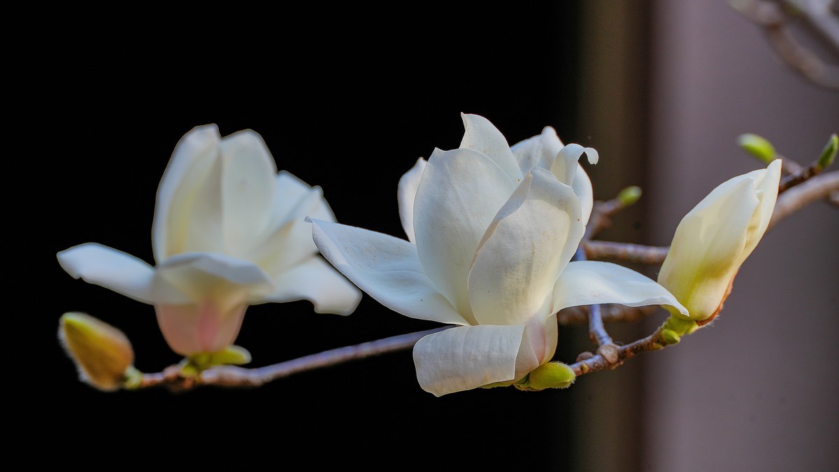 庭院深深坠海红玉兰树下坐春风