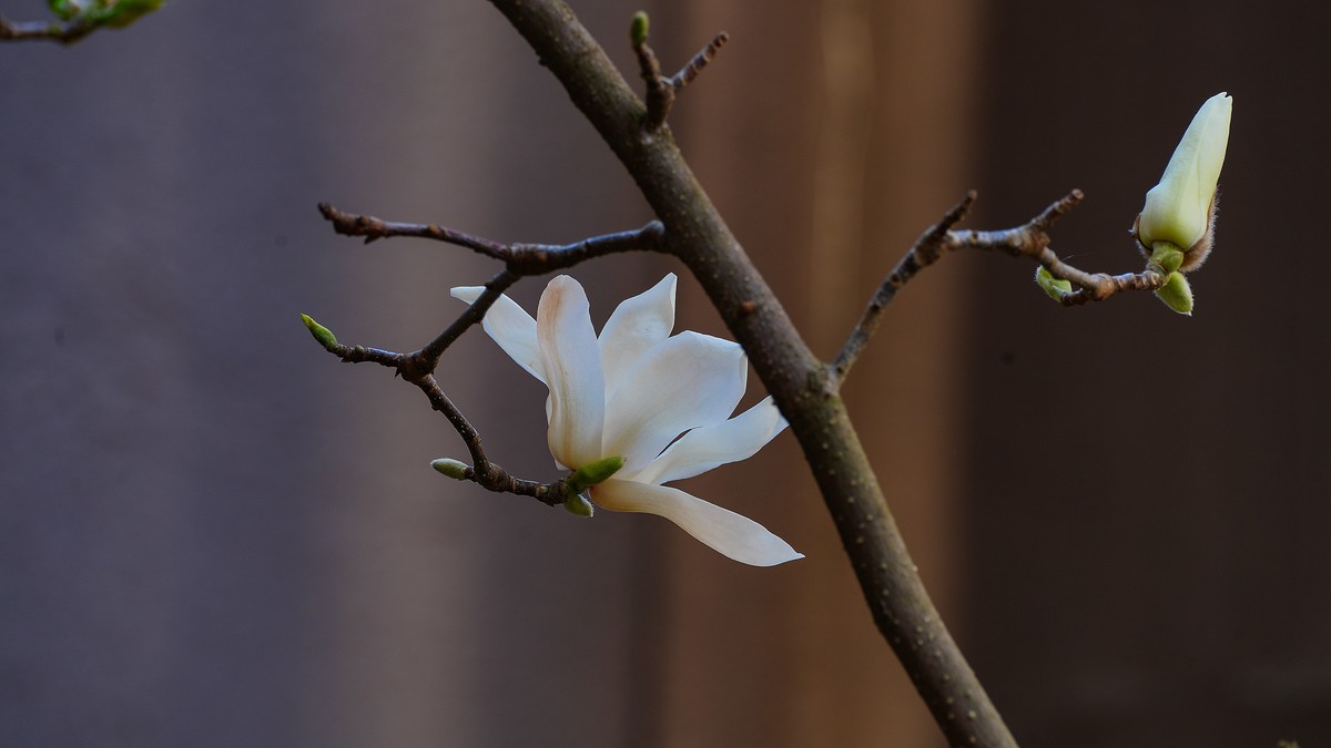 庭院深深坠海红玉兰树下坐春风