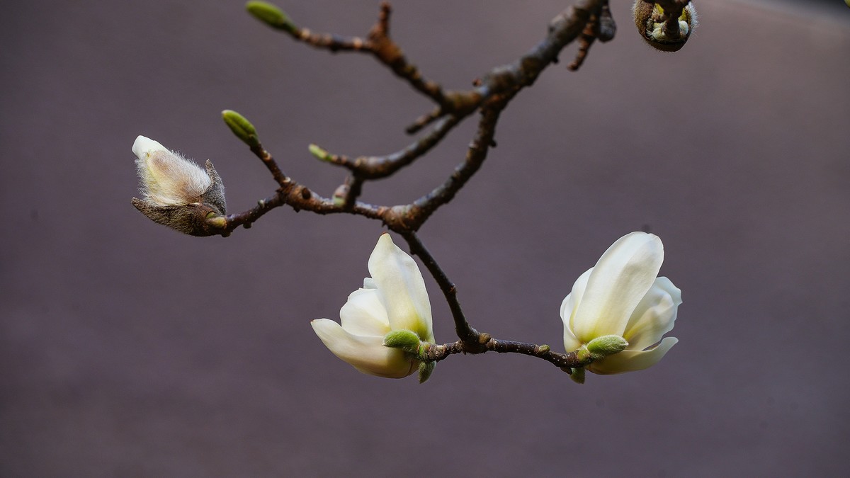 庭院深深坠海红玉兰树下坐春风
