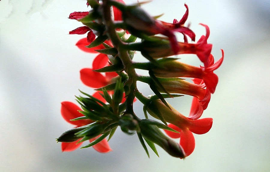 【不老松：纪实摄影】长寿花 (2)