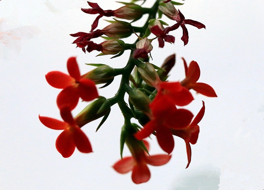 【不老松：纪实摄影】长寿花 (2)