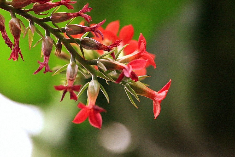 【不老松：纪实摄影】长寿花 (2)