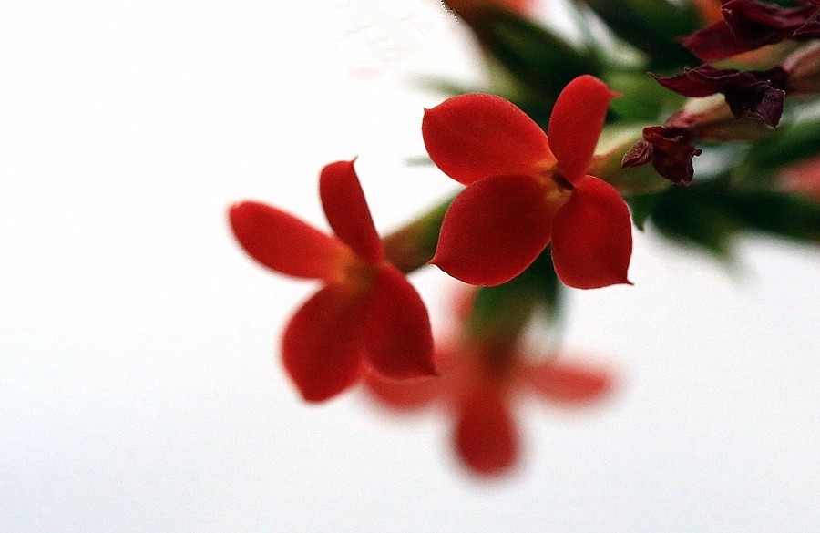 【不老松：纪实摄影】长寿花 (2)